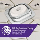 stem-liquid-ant-baits-kills-the-queen-an-2.jpg