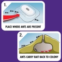 stem-liquid-ant-baits-kills-the-queen-an-6.jpg